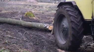 Şiddetli siste bahar ormanlarını kes. 
