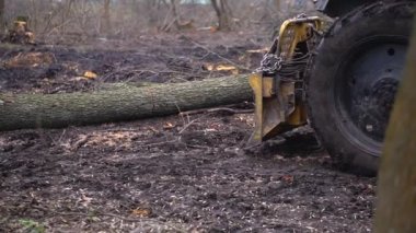 Şiddetli siste bahar ormanlarını kes. 