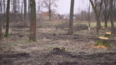 Şiddetli siste bahar ormanlarını kes. 