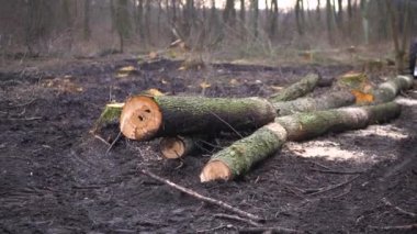 Şiddetli siste bahar ormanlarını kes. 