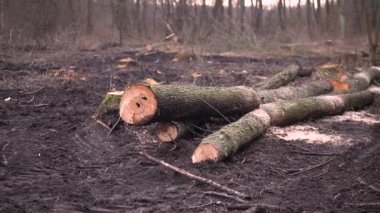 Şiddetli siste bahar ormanlarını kes. 