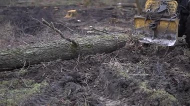 Şiddetli siste bahar ormanlarını kes. 