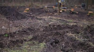 Şiddetli siste bahar ormanlarını kes. 