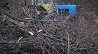 Şiddetli siste bahar ormanlarını kes. 