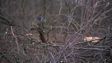 Şiddetli siste bahar ormanlarını kes. 