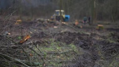 Şiddetli siste bahar ormanlarını kes. 