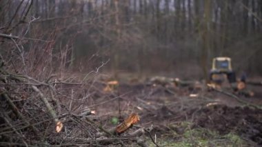 Şiddetli siste bahar ormanlarını kes. 