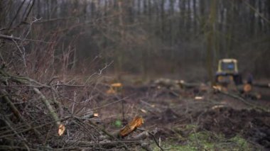 Şiddetli siste bahar ormanlarını kes. 