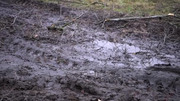 Marshy Road Field Dirt Road Siberia Stock Video Footage — Vídeo de Stock