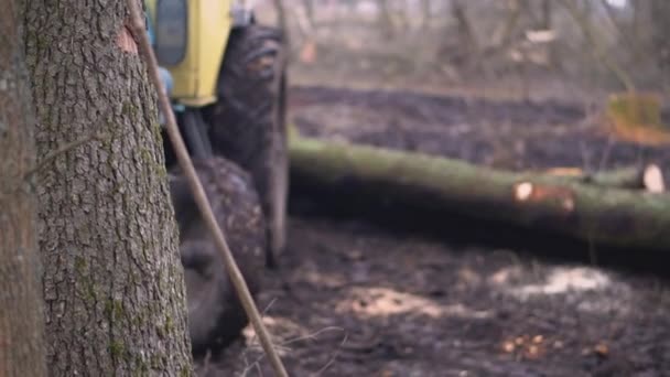 Potong Hutan Musim Semi Dalam Kabut Tebal — Stok Video