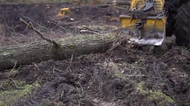 Şiddetli Siste Bahar Ormanlarını Kes — Stok video
