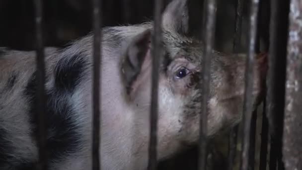 Pig Smiling Hogs Eating Mud — Vídeo de Stock