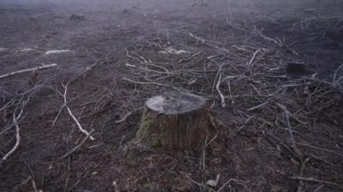 Şiddetli siste bahar ormanlarını kes. 