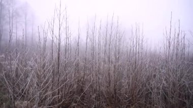 Beautiful spring nature in heavy fog. Colorful park at the end of autumn.