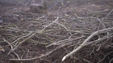 Şiddetli siste bahar ormanını kes. Sanayi yakacak odun tedarik ediyor. Korkunç çevre felaketi dünyanın kirliliğidir. Eko teması.