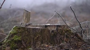Şiddetli siste bahar ormanını kes. Sanayi yakacak odun tedarik ediyor. Korkunç çevre felaketi dünyanın kirliliğidir. Eko teması.
