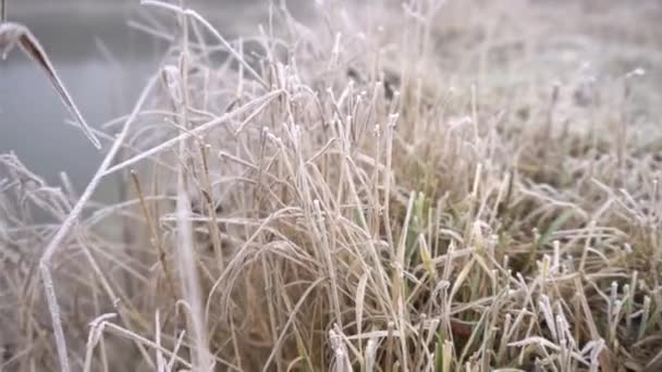 Beautiful Twigs Plants Hoarfrost Background Heavy Fog Stock Background Your — ストック動画