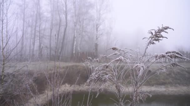 Beautiful Spring Nature Heavy Fog Colorful Park End Autumn — Wideo stockowe