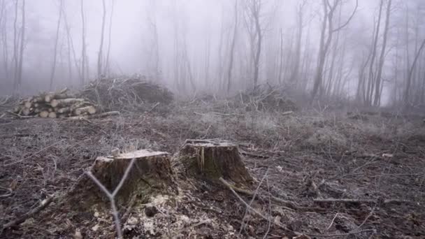 Cut Spring Forest Heavy Fog — Vídeo de stock
