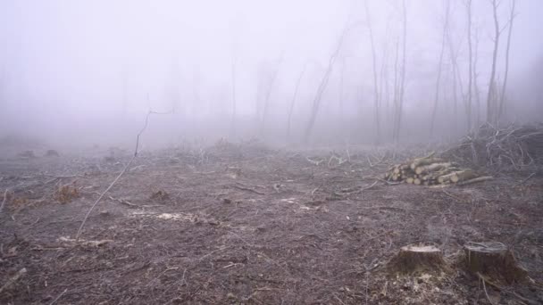 Прекрасна Весняна Природа Важкому Тумані Барвистий Парк Кінці Осені — стокове відео