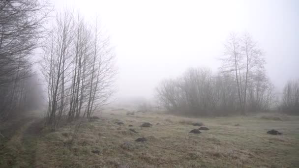 Beautiful Spring Nature Heavy Fog Colorful Park End Autumn — Wideo stockowe