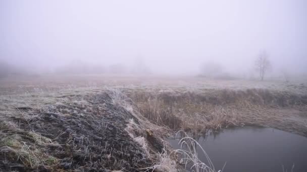 Beautiful Spring Nature Heavy Fog Colorful Park End Autumn — 图库视频影像