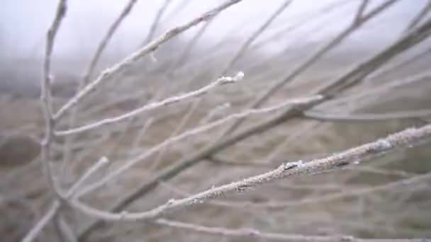 Beautiful Twigs Plants Hoarfrost Background Heavy Fog Stock Background Your — Stock Video