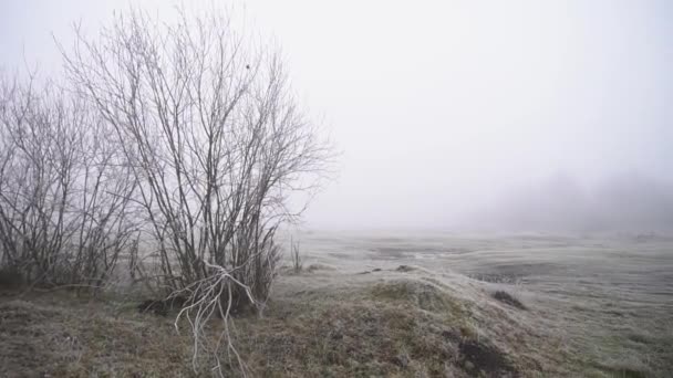 Gyönyörű Tavaszi Természet Sűrű Ködben Színes Park Ősz Végén — Stock videók