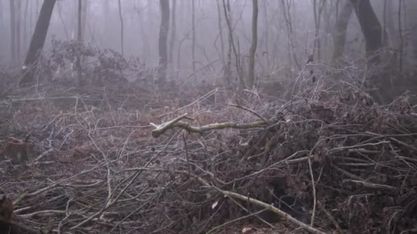 Cut Spring Forest Heavy Fog Industrial Procurement Firewood Terrible Environmental — Wideo stockowe