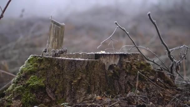 Вирізати Весняний Ліс Важкому Тумані Промислові Закупівлі Дров Жахлива Екологічна — стокове відео