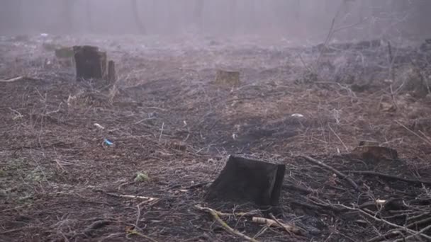 Cut Spring Forest Heavy Fog Industrial Procurement Firewood Terrible Environmental — 图库视频影像