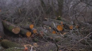 Şiddetli siste bahar ormanını kes. Sanayi yakacak odun tedarik ediyor. Korkunç çevre felaketi dünyanın kirliliğidir. Eko teması.