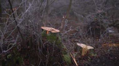 Şiddetli siste bahar ormanını kes. Sanayi yakacak odun tedarik ediyor. Korkunç çevre felaketi dünyanın kirliliğidir. Eko teması.