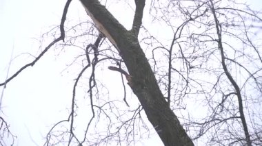 Şiddetli siste bahar ormanını kes. Sanayi yakacak odun tedarik ediyor. Korkunç çevre felaketi dünyanın kirliliğidir. Eko teması.