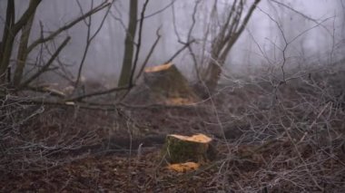 Şiddetli siste bahar ormanını kes. Sanayi yakacak odun tedarik ediyor. Korkunç çevre felaketi dünyanın kirliliğidir. Eko teması.