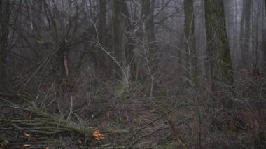 Şiddetli siste bahar ormanını kes. Sanayi yakacak odun tedarik ediyor. Korkunç çevre felaketi dünyanın kirliliğidir. Eko teması.