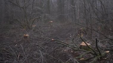 Şiddetli siste bahar ormanını kes. Sanayi yakacak odun tedarik ediyor. Korkunç çevre felaketi dünyanın kirliliğidir. Eko teması.
