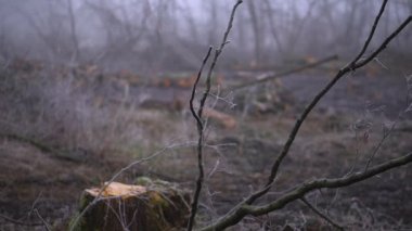 Şiddetli siste bahar ormanını kes. Sanayi yakacak odun tedarik ediyor. Korkunç çevre felaketi dünyanın kirliliğidir. Eko teması.