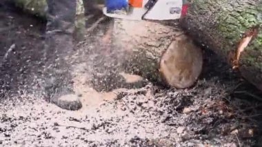 İlkbaharda odunlar, sonbahar ormanları