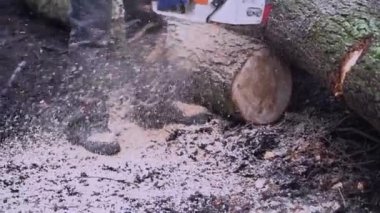 İlkbaharda odunlar, sonbahar ormanları