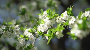 İlkbaharda çiçek açan güzel bir ağaç. Nisan ayında güneşte çiçekler. Doğadaki stok arka planı