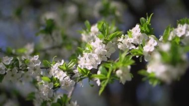 İlkbaharda çiçek açan güzel bir ağaç. Nisan ayında güneşte çiçekler. Doğadaki stok arka planı