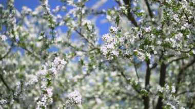 İlkbaharda çiçek açan güzel bir ağaç. Nisan ayında güneşte çiçekler. Doğadaki stok arka planı