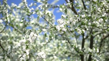 İlkbaharda çiçek açan güzel bir ağaç. Nisan ayında güneşte çiçekler. Doğadaki stok arka planı
