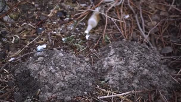 Ukraine Frühjahr 2020 Umweltverschmutzung Durch Müll Müll Auf Der Natur — Stockvideo
