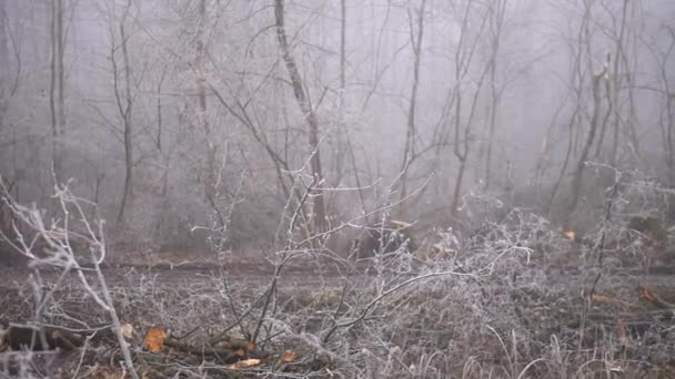 Cut Spring Forest Heavy Fog Industrial Procurement Firewood Terrible Environmental — Vídeo de stock