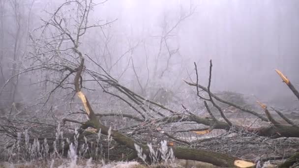 Cut Spring Forest Heavy Fog Industrial Procurement Firewood Terrible Environmental — стоковое видео