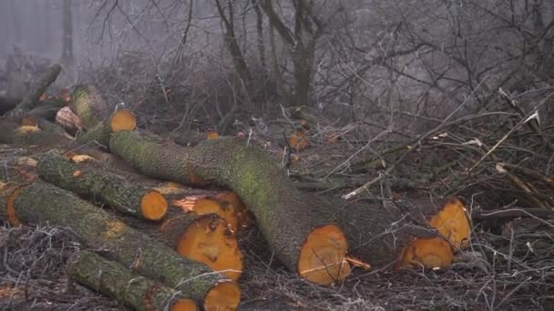 Cut Spring Forest Heavy Fog Industrial Procurement Firewood Terrible Environmental — Vídeo de Stock