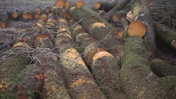 Cut Spring Forest Heavy Fog Industrial Procurement Firewood Terrible Environmental — ストック動画