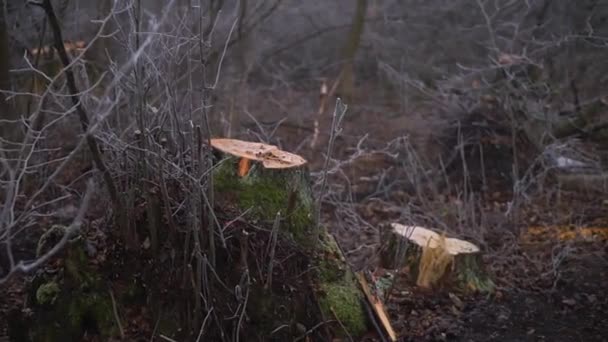 Cut Spring Forest Heavy Fog Industrial Procurement Firewood Terrible Environmental — Αρχείο Βίντεο